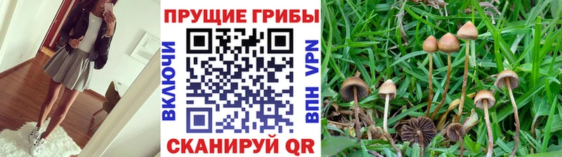 blacksprut онион  Апрелевка  Псилоцибиновые грибы GOLDEN TEACHER 